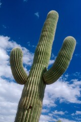 Close Up Of Saguaro Cactus, Saquaro Cactus National Park, Arizona, U.S.A.