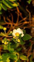 white flower of plantain tree in the Colombian tropics with  brown undergrowth blurred background