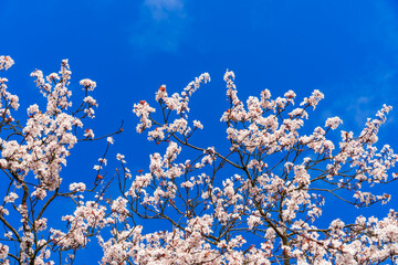 White cherry blossoms against the background of a clear blue sky, a symbol of spring renewal and the beauty of nature. Ideal for themes of growth, the beauty of nature and new beginnings