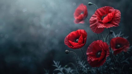 Red poppies on black background. Remembrance Day, Armistice Day, Anzac day symbol
