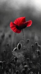A close-up of a red poppy flower on a black and white background, symbolizing Remembrance Day