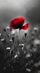 Obraz premium A close-up of a red poppy flower on a black and white background, symbolizing Remembrance Day