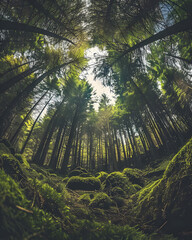 forest in the morning