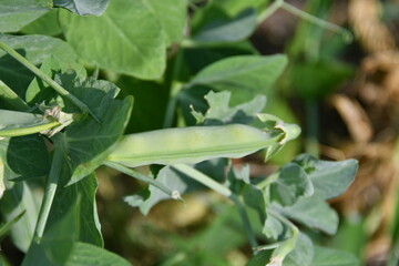 Pea Pod