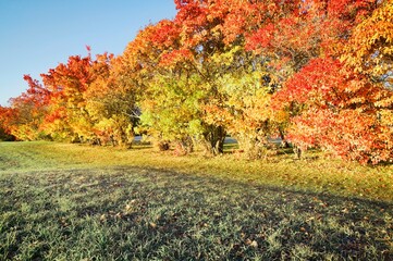 Trees In Autumn