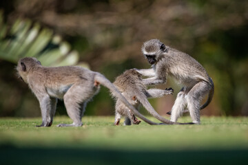 Vervet monkeys playing on grass