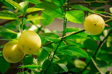 Capture the essence of organic growth and natural freshness with this vibrant image of sunlit lemons nestled among verdant leaves