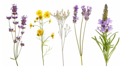 Naklejka premium A diverse assortment of wild flowers in a botanical collection, including purple and yellow varieties.