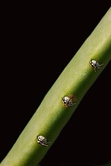 Closeup Of A Plant Stem