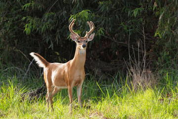 A male white-tailed deer (Odocoileus virginianus), or buck, with antlers still covered in velvet, the fuzzy layer of skin, blood vessels and fur to support the antlers' growth. Venice, Florida