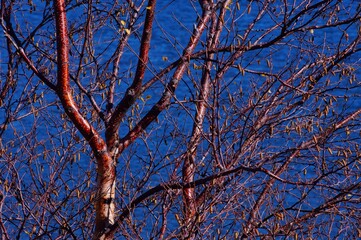 Autumn Tree With No Leaves