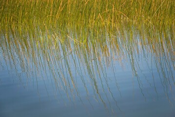 Tall Grass Growing In Water