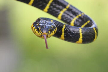 Obraz premium snake, golden ring snake, Boiga dendrophila, a golden ring snake, golden ring snake face