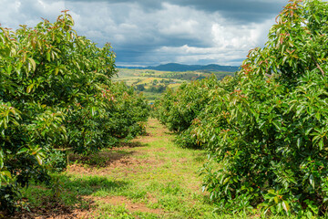 Choquette variety avocado (Persea americana) orchard.