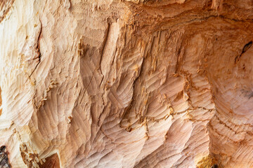 Teeth marks left by a beaver
