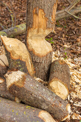 Teeth marks left by a beaver