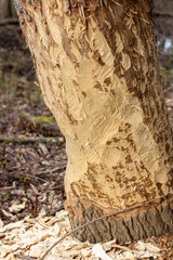 Teeth marks left by a beaver