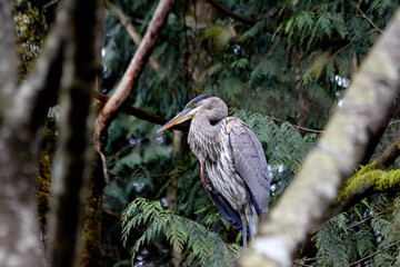 Heron Perched Up in the Trees