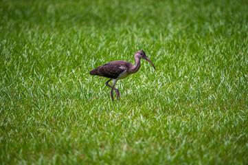 Ibis walking through tall grass