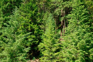 Treed Forest