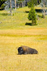 A Wild Bison At Yellowstone National Park Wyoming