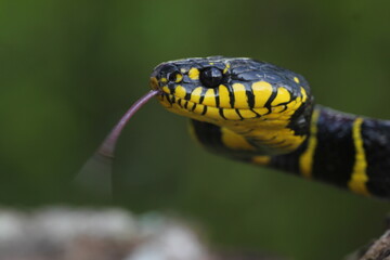 snake, golden ring snake, Boiga dendrophila, a golden ring snake, golden ring snake face