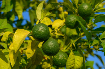 Some fresh green oranges grow on a tree