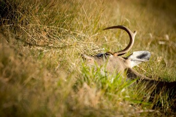 Dead Animal Lying In Grass