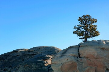 A Tree On The Edge