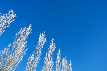 Frosty Trees