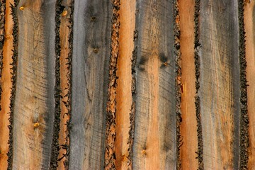 Texture Of Wood