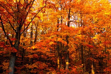 A Vibrant Forest In The Fall