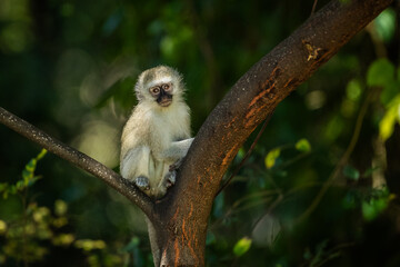Fototapeta premium Young vervet monkey sitting in a tree