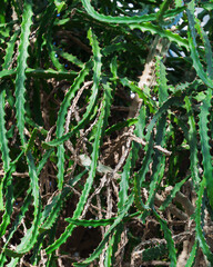 Fototapeta premium close-up view of a vibrant green cactus plant, its surface adorned with numerous sharp thorns. The cactus's sturdy form and intricate details, a captivating subject for a variety of creative projects