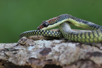 snake, paradise flying snake, tree snake, such an amazing paradise flying snake, Colubridae