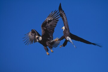 Bald Eagles Sparring