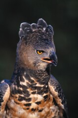 African Crowned Eagle