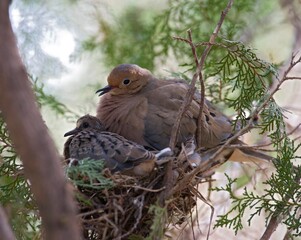 Dove Mother With Baby Sitting In Nest