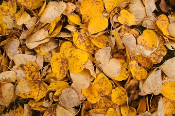 Leaves On The Ground