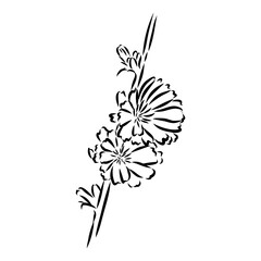 hand drawing of a chicory flower vector