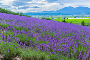 Fototapeta premium ラベンダー畑 