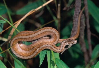 Northern Brown Snake (Storeria D. Dekayi) Coiled On A Branch, Daniel's Area, Patapsco State Park