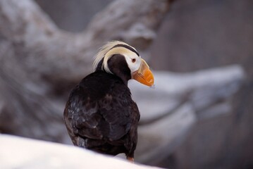 A Tufted Puffin Sitting On Rocks At The Sea Life Center