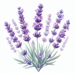 Naklejka premium lavender flat watercolor illustration on white background 