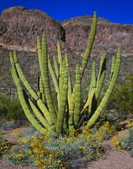 Desert Landscape With Organ Pipe Cactus And Brittlebush, Organ Pipe Cactus National Monument