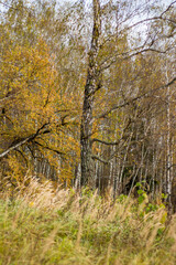 Fototapeta premium Autumn landscape on a cloudy day, field and forest in the background