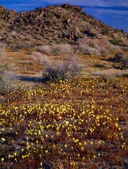 Obraz premium Desert Landscape With Wildflowers, Joshua Tree National Monument