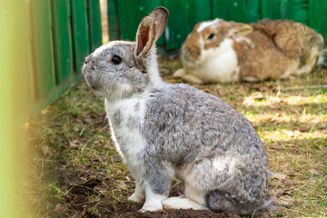 Gray rabbit with one more rabbit behind