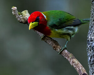 Naklejka premium A curious and enquiring Red-Headed Barbet in the montane forests of Ecuador. 