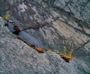 Lichen And Grasses On Rock